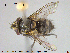  ( - NOTAC279)  @11 [ ] CreativeCommons - Attribution Non-Commercial Share-Alike (2015) NTNU University Museum, Department of Natural History NTNU University Museum, Department of Natural History