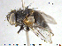  ( - NOTAC280)  @11 [ ] CreativeCommons - Attribution Non-Commercial Share-Alike (2015) NTNU University Museum, Department of Natural History NTNU University Museum, Department of Natural History