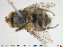  ( - NOTAC281)  @11 [ ] CreativeCommons - Attribution Non-Commercial Share-Alike (2015) NTNU University Museum, Department of Natural History NTNU University Museum, Department of Natural History