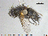  ( - NOTAC283)  @11 [ ] CreativeCommons - Attribution Non-Commercial Share-Alike (2015) NTNU University Museum, Department of Natural History NTNU University Museum, Department of Natural History