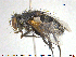  ( - NOTAC284)  @13 [ ] CreativeCommons - Attribution Non-Commercial Share-Alike (2015) NTNU University Museum, Department of Natural History NTNU University Museum, Department of Natural History