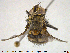  ( - NOTAC285)  @11 [ ] CreativeCommons - Attribution Non-Commercial Share-Alike (2015) NTNU University Museum, Department of Natural History NTNU University Museum, Department of Natural History