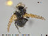  ( - NOTAC003)  @11 [ ] CreativeCommons - Attribution Non-Commercial Share-Alike (2015) NTNU University Museum, Department of Natural History NTNU University Museum, Department of Natural History