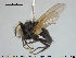  ( - NOTAC004)  @11 [ ] CreativeCommons - Attribution Non-Commercial Share-Alike (2015) NTNU University Museum, Department of Natural History NTNU University Museum, Department of Natural History