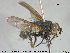  ( - NOTAC008)  @11 [ ] CreativeCommons - Attribution Non-Commercial Share-Alike (2015) NTNU University Museum, Department of Natural History NTNU University Museum, Department of Natural History
