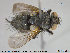  ( - NOTAC010)  @11 [ ] CreativeCommons - Attribution Non-Commercial Share-Alike (2015) NTNU University Museum, Department of Natural History NTNU University Museum, Department of Natural History