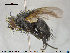  ( - NOTAC011)  @11 [ ] CreativeCommons - Attribution Non-Commercial Share-Alike (2015) NTNU University Museum, Department of Natural History NTNU University Museum, Department of Natural History
