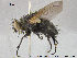  ( - NOTAC012)  @11 [ ] CreativeCommons - Attribution Non-Commercial Share-Alike (2015) NTNU University Museum, Department of Natural History NTNU University Museum, Department of Natural History