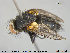  ( - NOTAC014)  @11 [ ] CreativeCommons - Attribution Non-Commercial Share-Alike (2015) NTNU University Museum, Department of Natural History NTNU University Museum, Department of Natural History