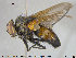 ( - NOTAC023)  @14 [ ] CreativeCommons - Attribution Non-Commercial Share-Alike (2015) NTNU University Museum, Department of Natural History NTNU University Museum, Department of Natural History