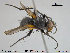  ( - NOTAC027)  @13 [ ] CreativeCommons - Attribution Non-Commercial Share-Alike (2015) NTNU University Museum, Department of Natural History NTNU University Museum, Department of Natural History