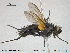  ( - NOTAC028)  @13 [ ] CreativeCommons - Attribution Non-Commercial Share-Alike (2015) NTNU University Museum, Department of Natural History NTNU University Museum, Department of Natural History