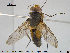  ( - NOTAC029)  @11 [ ] CreativeCommons - Attribution Non-Commercial Share-Alike (2015) NTNU University Museum, Department of Natural History NTNU University Museum, Department of Natural History