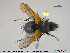  ( - NOTAC038)  @11 [ ] CreativeCommons - Attribution Non-Commercial Share-Alike (2015) NTNU University Museum, Department of Natural History NTNU University Museum, Department of Natural History