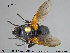  ( - NOTAC039)  @11 [ ] CreativeCommons - Attribution Non-Commercial Share-Alike (2015) NTNU University Museum, Department of Natural History NTNU University Museum, Department of Natural History