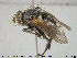  ( - NOTAC048)  @11 [ ] CreativeCommons - Attribution Non-Commercial Share-Alike (2015) NTNU University Museum, Department of Natural History NTNU University Museum, Department of Natural History