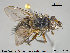 ( - NOTAC052)  @11 [ ] CreativeCommons - Attribution Non-Commercial Share-Alike (2015) NTNU University Museum, Department of Natural History NTNU University Museum, Department of Natural History