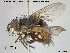  ( - NOTAC053)  @11 [ ] CreativeCommons - Attribution Non-Commercial Share-Alike (2015) NTNU University Museum, Department of Natural History NTNU University Museum, Department of Natural History