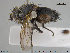  ( - NOTAC055)  @13 [ ] CreativeCommons - Attribution Non-Commercial Share-Alike (2015) NTNU University Museum, Department of Natural History NTNU University Museum, Department of Natural History