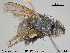  ( - NOTAC056)  @13 [ ] CreativeCommons - Attribution Non-Commercial Share-Alike (2015) NTNU University Museum, Department of Natural History NTNU University Museum, Department of Natural History