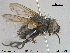  ( - NOTAC057)  @12 [ ] CreativeCommons - Attribution Non-Commercial Share-Alike (2015) NTNU University Museum, Department of Natural History NTNU University Museum, Department of Natural History