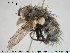  ( - NOTAC058)  @13 [ ] CreativeCommons - Attribution Non-Commercial Share-Alike (2015) NTNU University Museum, Department of Natural History NTNU University Museum, Department of Natural History