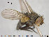  ( - NOTAC069)  @12 [ ] CreativeCommons - Attribution Non-Commercial Share-Alike (2015) NTNU University Museum, Department of Natural History NTNU University Museum, Department of Natural History