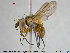  ( - NOTAC085)  @13 [ ] CreativeCommons - Attribution Non-Commercial Share-Alike (2015) NTNU University Museum, Department of Natural History NTNU University Museum, Department of Natural History