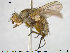  ( - NOTAC099)  @14 [ ] CreativeCommons - Attribution Non-Commercial Share-Alike (2015) NTNU University Museum, Department of Natural History NTNU University Museum, Department of Natural History