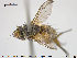  ( - NOTAC100)  @11 [ ] CreativeCommons - Attribution Non-Commercial Share-Alike (2015) NTNU University Museum, Department of Natural History NTNU University Museum, Department of Natural History