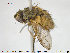  ( - NOTAC106)  @11 [ ] CreativeCommons - Attribution Non-Commercial Share-Alike (2015) NTNU University Museum, Department of Natural History NTNU University Museum, Department of Natural History