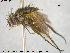  (Siphona urbana - NOTAC107)  @13 [ ] CreativeCommons - Attribution Non-Commercial Share-Alike (2015) NTNU University Museum, Department of Natural History NTNU University Museum, Department of Natural History
