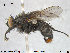  ( - NOTAC172)  @11 [ ] CreativeCommons - Attribution Non-Commercial Share-Alike (2015) NTNU University Museum, Department of Natural History NTNU University Museum, Department of Natural History