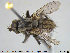  ( - NOTAC183)  @11 [ ] CreativeCommons - Attribution Non-Commercial Share-Alike (2015) NTNU University Museum, Department of Natural History NTNU University Museum, Department of Natural History