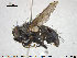  ( - NOTAC188)  @11 [ ] CreativeCommons - Attribution Non-Commercial Share-Alike (2015) NTNU University Museum, Department of Natural History NTNU University Museum, Department of Natural History