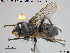  ( - NOTAC189)  @11 [ ] CreativeCommons - Attribution Non-Commercial Share-Alike (2015) NTNU University Museum, Department of Natural History NTNU University Museum, Department of Natural History