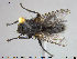  ( - NOTAC190)  @11 [ ] CreativeCommons - Attribution Non-Commercial Share-Alike (2015) NTNU University Museum, Department of Natural History NTNU University Museum, Department of Natural History