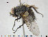  (Eumea mitis - NOTAC212)  @13 [ ] CreativeCommons - Attribution Non-Commercial Share-Alike (2015) NTNU University Museum, Department of Natural History NTNU University Museum, Department of Natural History