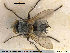  ( - NOTAC213)  @13 [ ] CreativeCommons - Attribution Non-Commercial Share-Alike (2015) NTNU University Museum, Department of Natural History NTNU University Museum, Department of Natural History