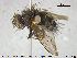  ( - NOTAC226)  @13 [ ] CreativeCommons - Attribution Non-Commercial Share-Alike (2015) NTNU University Museum, Department of Natural History NTNU University Museum, Department of Natural History