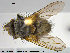  ( - NOTAC230)  @13 [ ] CreativeCommons - Attribution Non-Commercial Share-Alike (2015) NTNU University Museum, Department of Natural History NTNU University Museum, Department of Natural History