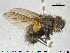  ( - NOTAC231)  @14 [ ] CreativeCommons - Attribution Non-Commercial Share-Alike (2015) NTNU University Museum, Department of Natural History NTNU University Museum, Department of Natural History