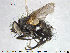  ( - NOTAC233)  @13 [ ] CreativeCommons - Attribution Non-Commercial Share-Alike (2015) NTNU University Museum, Department of Natural History NTNU University Museum, Department of Natural History