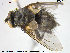  ( - NOTAC234)  @11 [ ] CreativeCommons - Attribution Non-Commercial Share-Alike (2015) NTNU University Museum, Department of Natural History NTNU University Museum, Department of Natural History