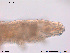  ( - Tard02)  @11 [ ] Creative Commons  Attribution Non-Commercial Share-Alike (2016) NTNU University Museum, Department of Natural History NTNU University Museum, Department of Natural History