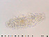  ( - Tard123)  @11 [ ] Creative Commons  Attribution Non-Commercial Share-Alike (2018) NTNU University Museum, Department of Natural History NTNU University Museum, Department of Natural History