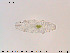  ( - Tard128)  @11 [ ] Creative Commons  Attribution Non-Commercial Share-Alike (2018) NTNU University Museum, Department of Natural History NTNU University Museum, Department of Natural History