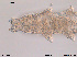  ( - Tard12)  @11 [ ] Creative Commons  Attribution Non-Commercial Share-Alike (2016) NTNU University Museum, Department of Natural History NTNU University Museum, Department of Natural History