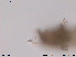  ( - Tard17)  @11 [ ] Creative Commons  Attribution Non-Commercial Share-Alike (2016) NTNU University Museum, Department of Natural History NTNU University Museum, Department of Natural History