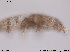  ( - Tard18)  @11 [ ] Creative Commons  Attribution Non-Commercial Share-Alike (2016) NTNU University Museum, Department of Natural History NTNU University Museum, Department of Natural History